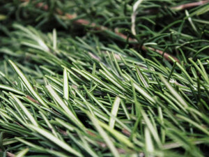 Rosemary Extract